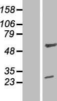 ZNF101 Protein (Over-Expression Lysate Myc-DDK (Flag))