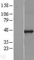 Carboxypeptidase O / CPO Protein (Over-Expression Lysate Myc-DDK (Flag))
