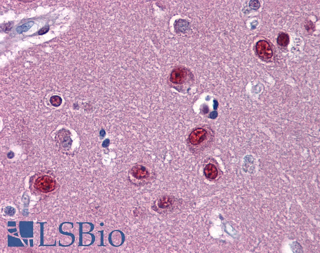 IHC-plus™ NR1D1 Antibody (clone 4F6)