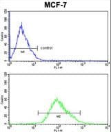 PDK3 Antibody
