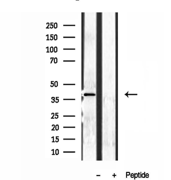 NDE1 Antibody