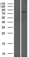 DMTF1 Protein (Over-Expression Lysate Myc-DDK (Flag))