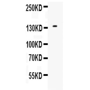 EGF Antibody (aa971-1023)