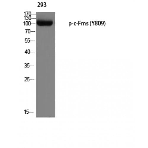 Polyclonal Rabbit anti-Human CSF1R / CD115 / FMS Antibody (750-830 aa, WB)