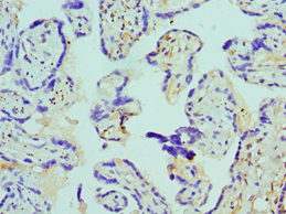 AZU1 / Azurocidin Antibody (aa27-251)