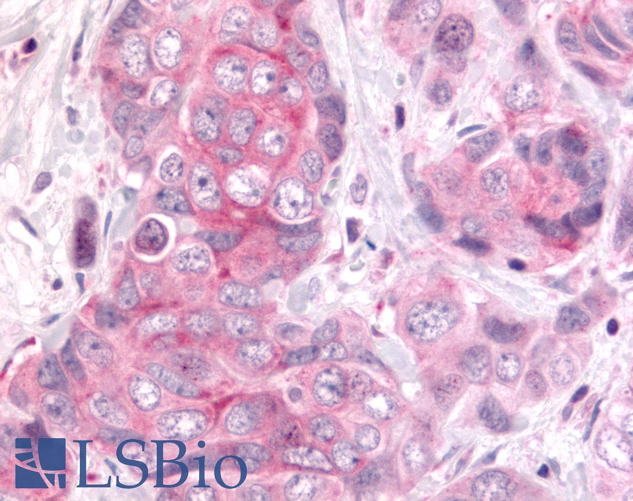 PathPlus™ DUSP22 / JSP 1 Antibody (Internal)