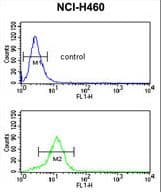 ESRRB / ERR Beta Antibody (aa275-305)