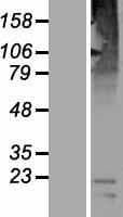 SLC36A3 Protein (Over-Expression Lysate Myc-DDK (Flag))