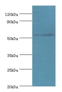 TSEN2 Antibody (aa1-220)