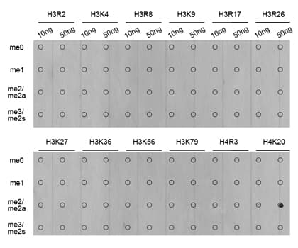 Histone H4 Antibody (Di-Methyl-Lys20)