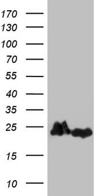 EIF1AY Antibody (aa2-144, clone OTI2G2, Carrier-free)