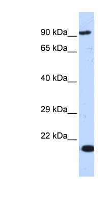 MCM7 Antibody (aa612-661)
