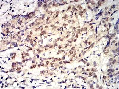 Monoclonal Mouse anti-Toxoplasma gondii ROP1 Antibody (clone 4A7E12, IHC, WB)
