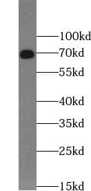 HSPA8 / HSC70 Antibody