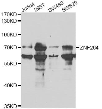 ZNF264 Antibody