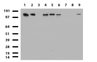TOP2A / Topoisomerase II Alpha Antibody (aa1100-1531, clone UMAB145, Carrier-free)