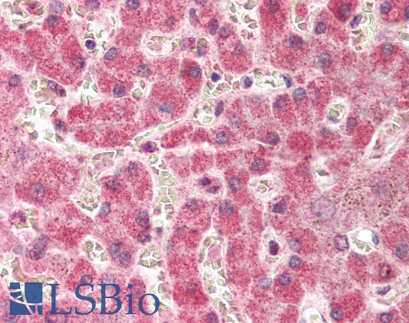 IHC-plus™ PTGS2 / COX2 / COX-2 Antibody