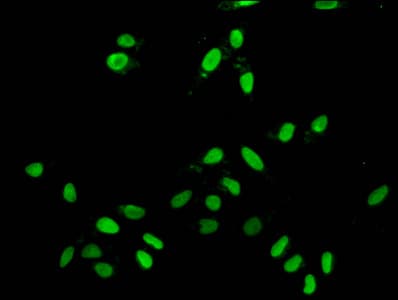 Polyclonal Rabbit anti-Human H2AFZ / H2A.z Antibody (IF)