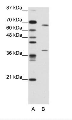 GRHL3 Antibody (aa529-578, HRP)