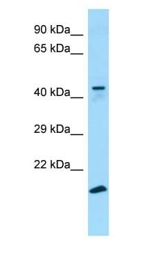 Polyclonal Rabbit anti-Human GPR34 Antibody (aa196-245, WB)