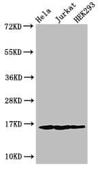 HIST1H3A Antibody