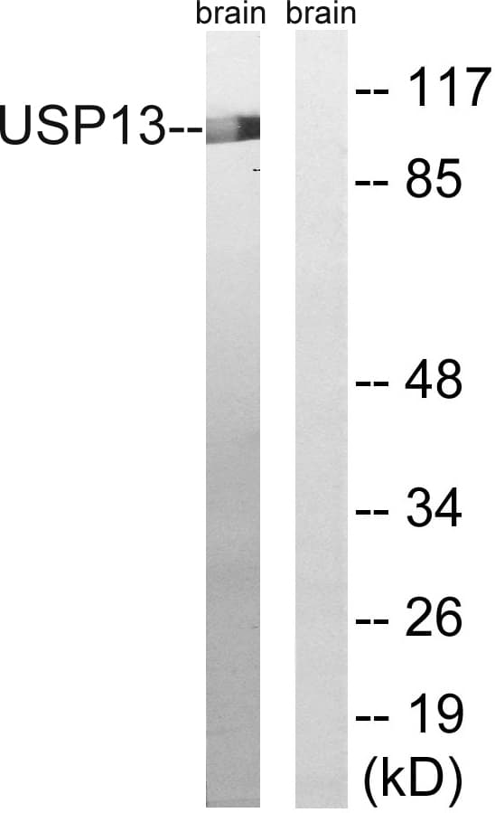 USP13 Antibody (aa811-860)