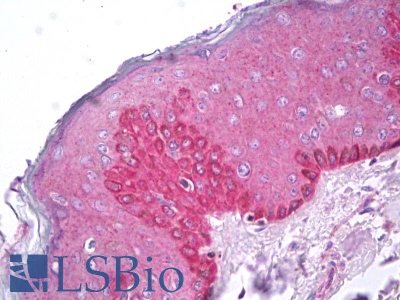 IHC-plus™ LY6G6F Antibody (C-Terminus)