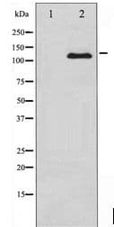 CSF1R / CD115 / FMS Antibody