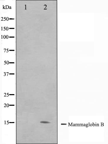 SCGB2A1 / Mammaglobin B Antibody