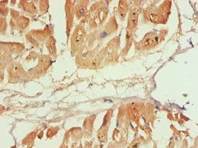 CAPN1 / Calpain 1 Antibody (aa20-330)