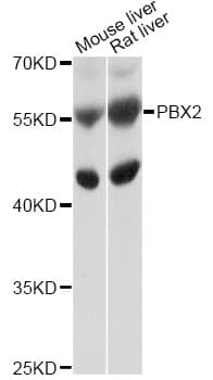 Polyclonal Rabbit anti-Human PBX2 Antibody (WB)