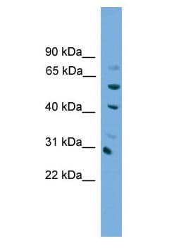 NKX1-1 Antibody (aa147-198)