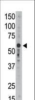 Polyclonal Rabbit anti-Human SIGLEC9 Antibody (aa385-415, IHC, WB)
