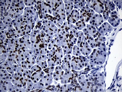 Monoclonal Mouse anti-Human ZHX2 / RAF Antibody (clone OTI2E11, Carrier-free, aa595-837, IHC, WB)