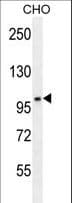 CCDC39 Antibody (aa770-798)