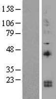 IL15 Protein (Over-Expression Lysate Myc-DDK (Flag))