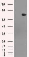 HDAC10 Antibody (clone OTI2H6)