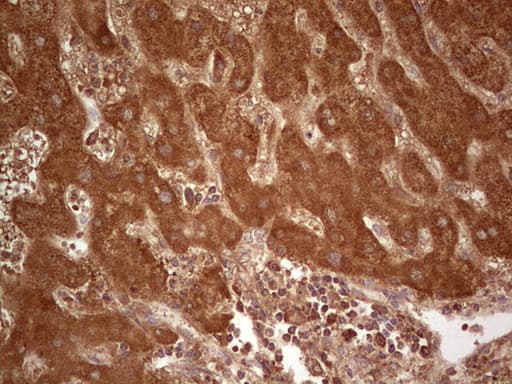 UBE2D2 / UBCH5B Antibody (clone OTI1D11)