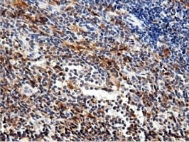 NT5DC1 Antibody (clone OTI2H8)