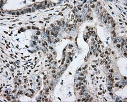 PTPRE / PTP Epsilon Antibody (clone OTI3D4, Carrier-free)