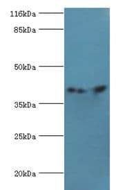 CNTFR Antibody