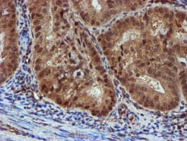 NQO2 Antibody (clone OTI3G4)