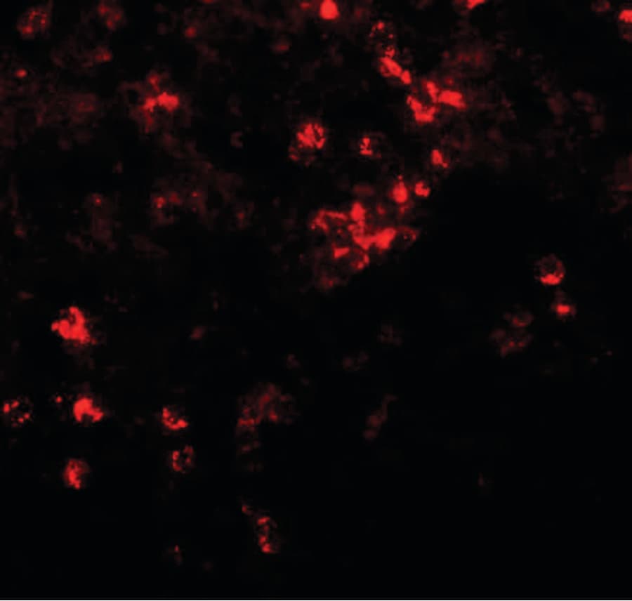 Polyclonal Rabbit anti-Human SLC39A8 / ZIP8 Antibody (IHC, IF, WB)