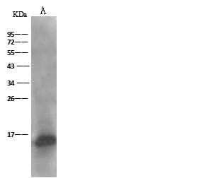 Polyclonal Rabbit anti-Human ACOT13 / THEM2 Antibody (Preservative Free, IHC, WB)
