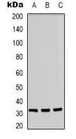 CD300LF / CD300f Antibody (Internal)