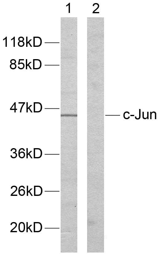 JUN / c-Jun Antibody (p170)