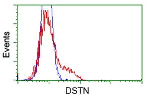 DSTN / Destrin Antibody (clone OTI1D8)