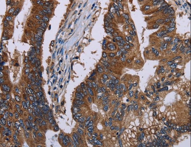 CLDND1 Antibody