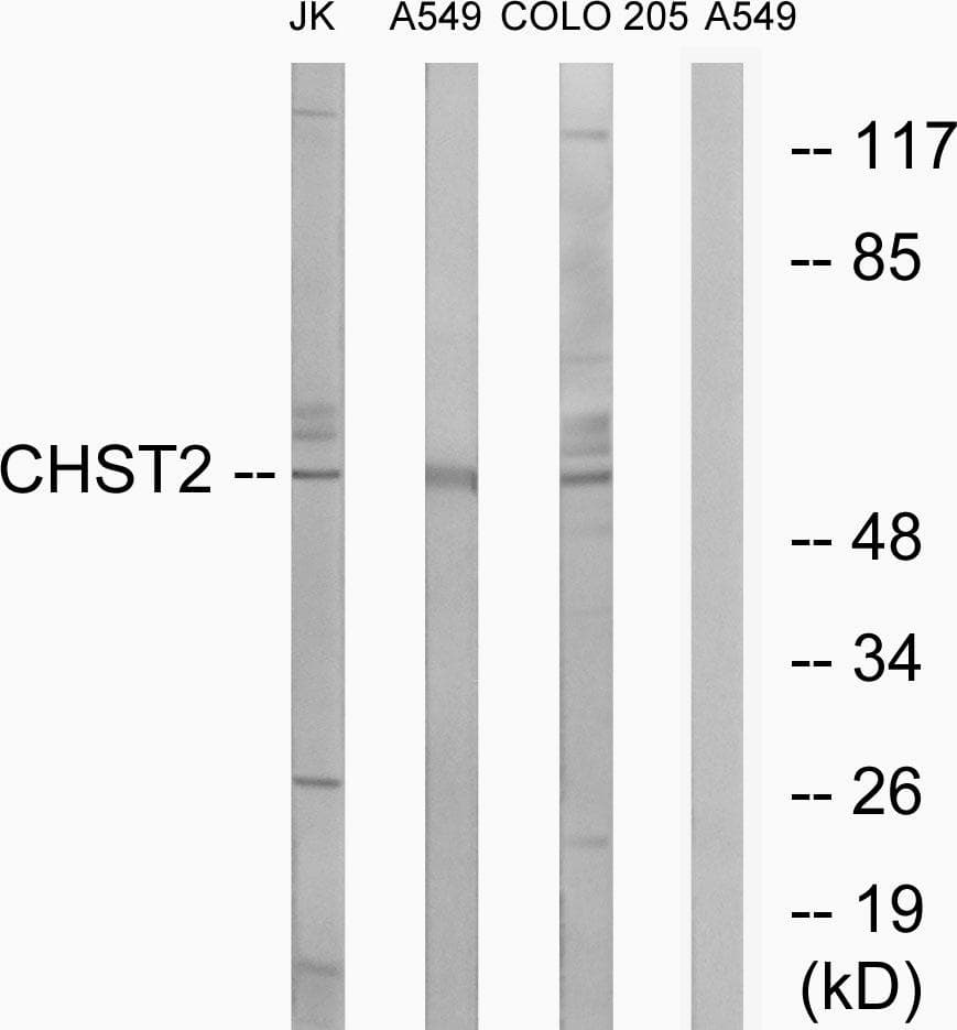 CHST2 Antibody