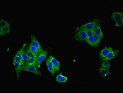 MPRG / PAQR5 Antibody
